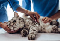 Un chat tigré malade dans une clinique vétérinaire