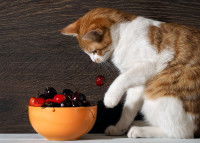 Les autres risques des noyaux pour le chat