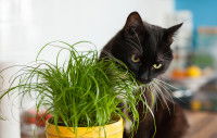 Un chat noir grignote de l'herbe dans un pot