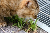 Un chat grignote de l'herbe à côté d'une bouche d'égoût