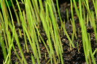 Des pousses d'herbe dans le jardin