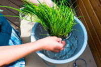 Un homme trempe de l'herbe à chat dans l'eau