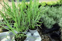 Des pots en jardinerie contenant différentes plantes