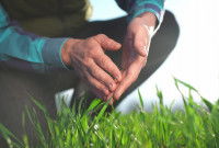 Un homme cultive de l'herbe à chat dans son jardin