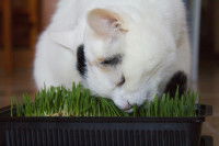 Un chat mange de l'herbe dans un pot