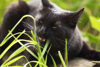 Un chat noir grignote de l'herbe dans un jardin