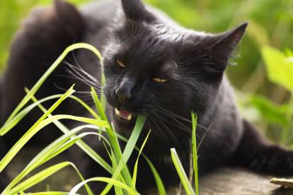 L'herbe à chat : bien la choisir, l'utiliser et l'entretenir