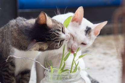 Comment faire pousser facilement de l'herbe à chat ?