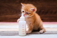 Un chaton nouveau-né à côté d'un biberon de lait