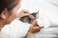 Une femme nourrit un chaton au biberon