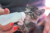 Une femme donne le biberon à un chaton