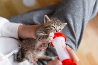 Une femme nourrit un petit chaton au biberon