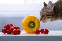 Un chat tigré renifle un poivron et des tomates cerises