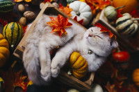 Un chat allongé au milieu de légumes d'automne