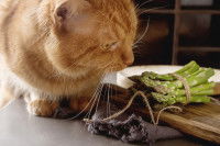 Un chat roux assis à côté d'un bouquet d'asperges