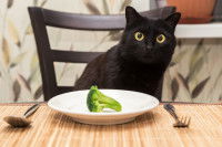 Un chat noir fait les gros yeux devant une assiette avec un brocoli