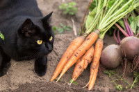 Un chat noir dans un potager à côté d'une botte de carottes