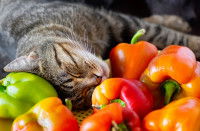 Un chat tigré dort au milieu des poivrons