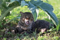 Un chat baille à l'ombre d'une feuille d'artichaut dans le jardin