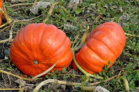 Des potirons dans un potager