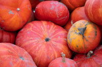 Un tas de potirons entiers