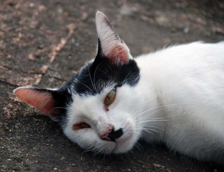 Les Carences En Vitamines Chez Le Chat