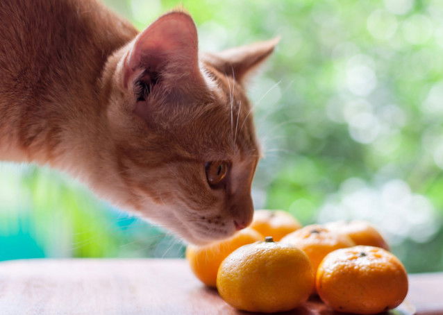 Un chat roux renifle des clémentines