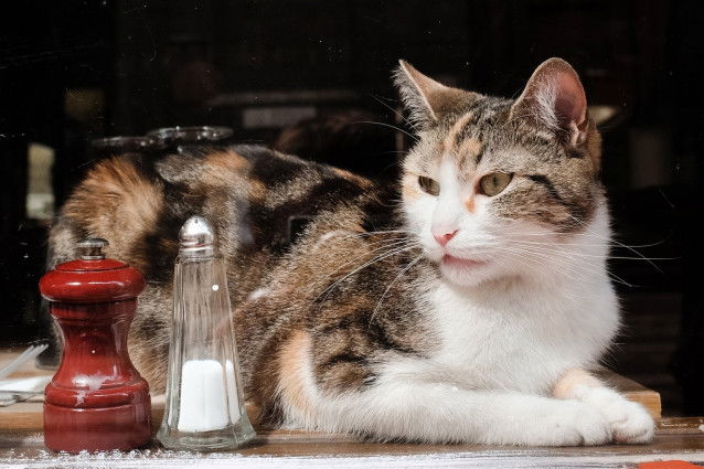 Un chat tricolore assis à côté d'une salière et d'une poivrière
