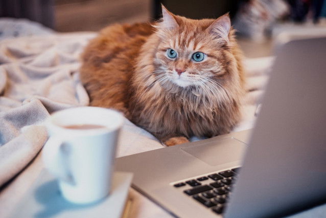 Un beau chat à poil long et aux yeux bleus à côté d'une tasse de café