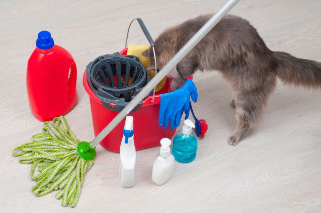 Un chat joue avec des produits d'entretien