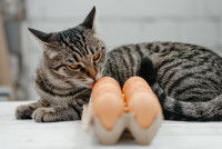 Un chat tigré lèche des oeufs de poule