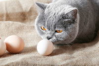 Un British Shorthair renifle des oeufs sur une serviette