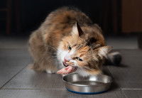 Un chat tricolore mange une aile de poulet dans sa gamelle
