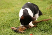 Un chat noir et blanc en train de manger un écureuil dans un jardin