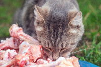 Un chat mange des os de poulet