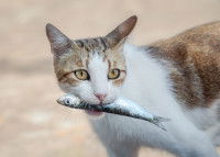 Un chat tient un petit poisson dans sa gueule