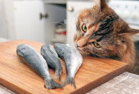 Un chat renifle trois petits poissons sur une planche en bois
