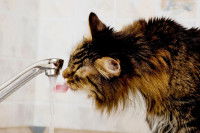 Un chat boit de l'eau au robinet