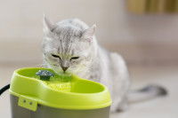 Un chat assis devant une gamelle d'eau