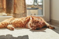 Un chat roux dort au soleil devant une fenêtre ouverte