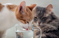 Un chat boit dans un verre d'eau