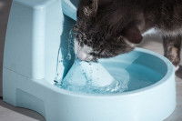 Un chat boit beaucoup d'eau dans une gamelle