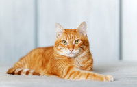 Un chat roux allongé sur le lit