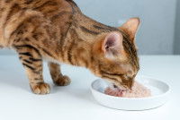 Un chat Bengal mange de la pâtée dans sa gamelle