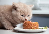 Un chaton mange de la pâtée dans une assiette
