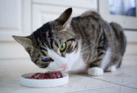 Un chat en train de manger de la viande dans sa gamelle