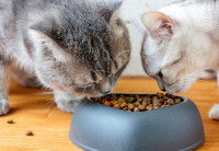 Deux chats mangent dans une gamelle de croquettes