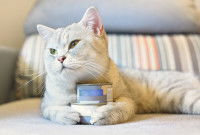 Un chat tenant sa nourriture entre ses pattes
