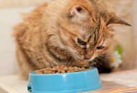 Un chat roux mange des croquettes dans une gamelle bleue