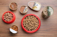 Une gamelle de croquettes et des boîtes de pâtée pour chat